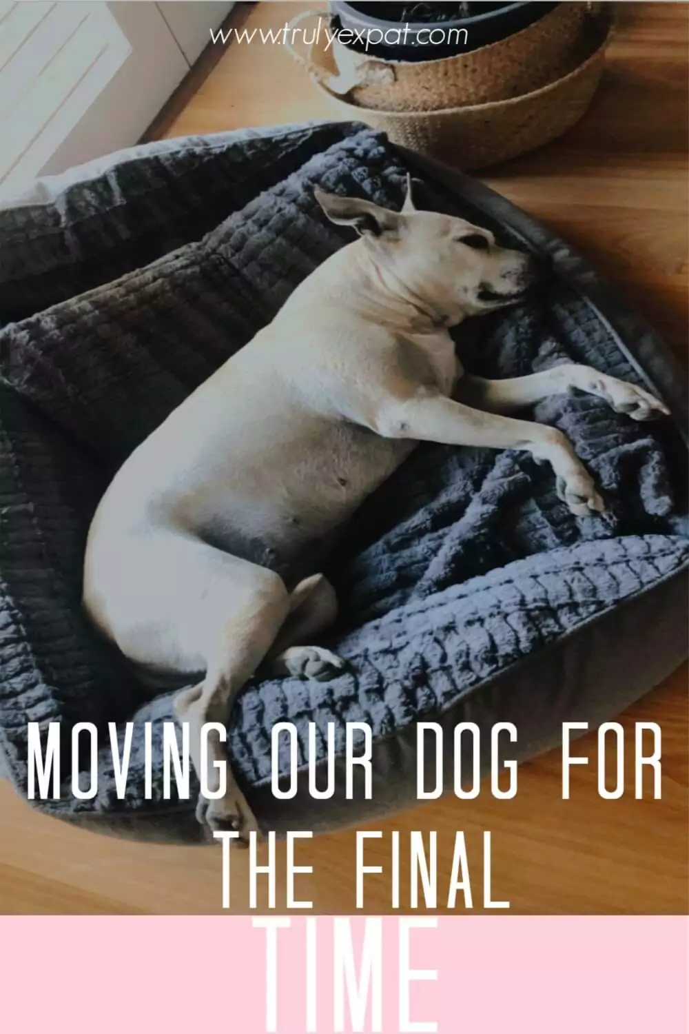 MOVING MY DOG FOR THE FINAL TME