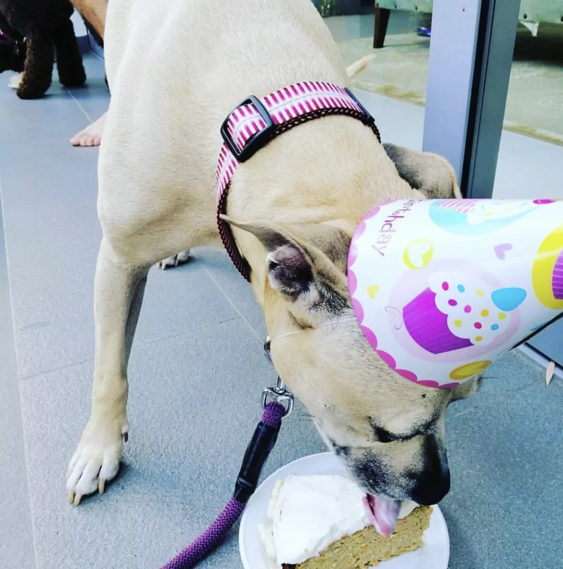 Samara moving your dog abroad