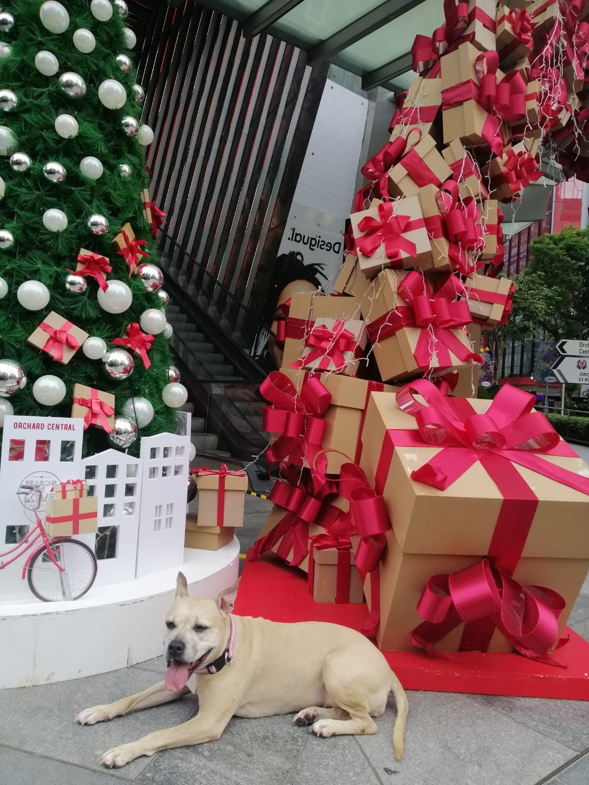 Christmas dog
