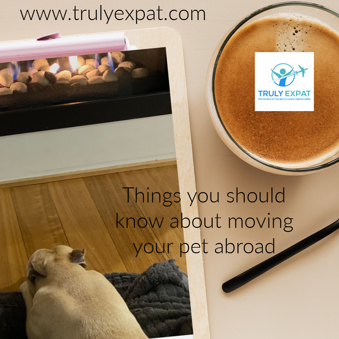 Things you should know about moving your pet abroad