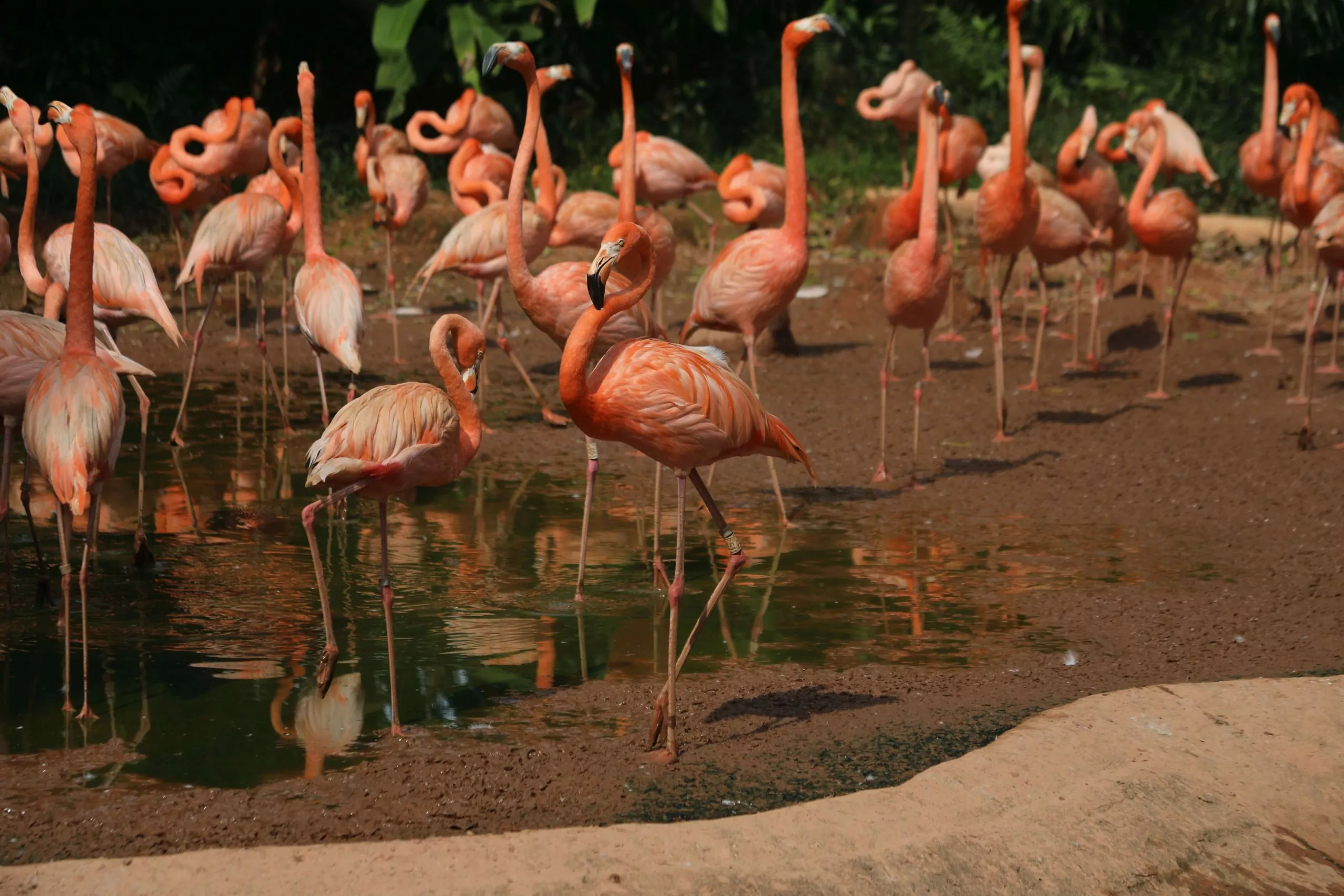 Jurong Bird Park